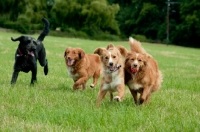 Picture of four Nova Scotia Duck Tolling Retriever 