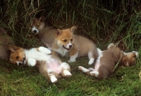 Picture of four pembroke corgi puppies in long grass