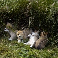 Picture of four pembroke corgi puppies lying in long grass