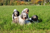 Picture of four Polish Lowland Sheepdog in a field