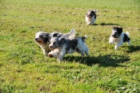 Picture of four Polish Lowland Sheepdogs