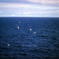 Picture of four red billed tropic birds flying above sea off south plazas island, galapagos islands