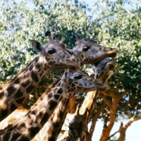 Picture of four reticulated giraffes in khartoum zoo, sudan