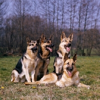 Picture of four rozavel german shepherd dogs together