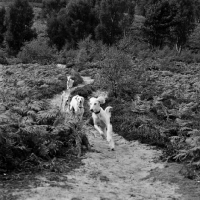 Picture of four salukis from burydown kennels on Fittleworth Common running on path