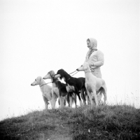 Picture of four salukis on a hill, three of them champions