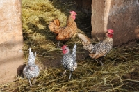 Picture of four Sebright Bantam chickens on straw