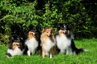 Picture of four Shetland Sheepdogs in a row