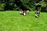 Picture of four Shetland Sheepdogs running in field