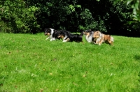 Picture of four Shetland Sheepdogs running in field