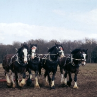Picture of four shire horses at SCHHA spring working