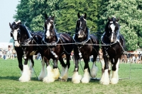 Picture of four shire horses in a dispaly
