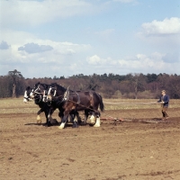 Picture of four shire horses with harrow