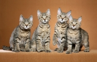 Picture of four shorthaired Pixie Bob kittens