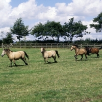 Picture of four show new forest ponies cantering in a field
