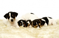 Picture of Four sleepy Jack Russell puppies in a row