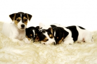 Picture of Four sleepy Jack Russell puppies in a row