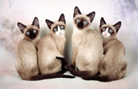 Picture of four snowshoe cats sitting down