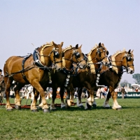 Picture of four suffolk punch horses in display