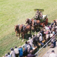 Picture of four suffolk punches drawing brewers dray in competition at show