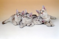 Picture of four tiffanie kittens