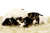 Picture of four tired Jack Russell puppies