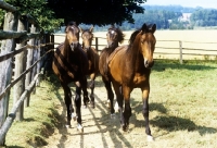 Picture of four trakehner horses walking towards camera