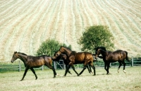 Picture of four trakehners near a cornfield at webelsgrund