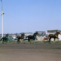 Picture of four trotters at moscow races