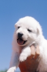 Picture of four week old white swiss shepherd dog