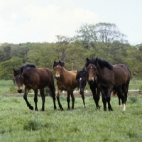 Picture of four welsh cob (section d), colts and fillies walking and watching