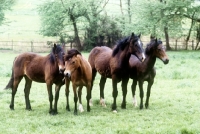 Picture of four welsh cob (section d), colts and fillies walking and watching