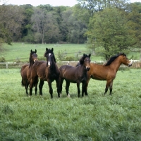 Picture of four welsh cobs (section d) colts and fillies