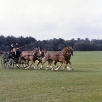 Picture of four welsh cobs (section d) driven in competition at the world driving championships, windsor