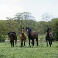 Picture of four welsh cobs (section d)colts and fillies walking towards camera