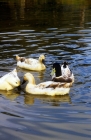 Picture of four welsh harlequin ducks