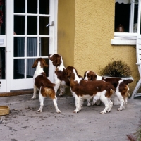 Picture of four welsh springer spaniels waiting in front of a door