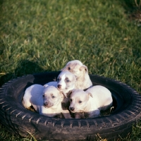 Picture of four whippet puppies in a tyre