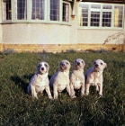 Picture of four whippet puppies