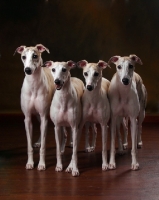 Picture of four Whippets in studio