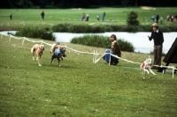 Picture of four whippets racing at dog fair