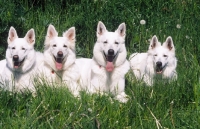 Picture of four white swiss sheepdogs