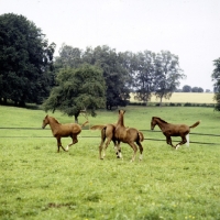 Picture of four wÃ¼rttmberger foals leaping about at marbach, 