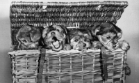 Picture of four Yorkie puppies in basket