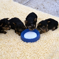 Picture of four yorkie pups drinking milk