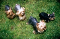 Picture of four yorkshire terriers looking up