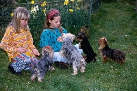 Picture of four yorkshire terriers with two girls 