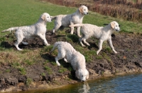 Picture of four young Golden Retrievers near water