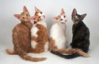 Picture of four young LaPerm cats