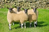 Picture of four young Scottish Mule ewes